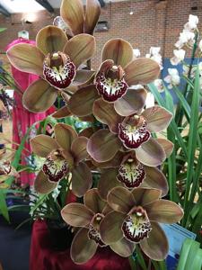 Cymbidium Khan Flame