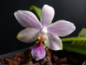 Phalaenopsis Taida Sunshine