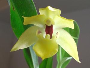 Promenaea Margaret E. Boice