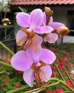 Papilionanthe Mandai Gardens