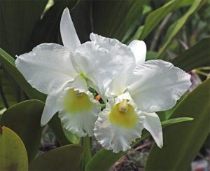 Cattleya Angel Bells