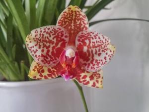 Phalaenopsis Yaphon Goldrose