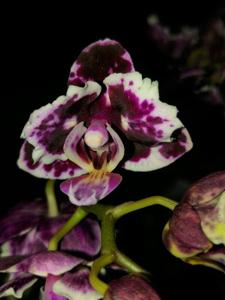 Phalaenopsis Yushan Little Pearl