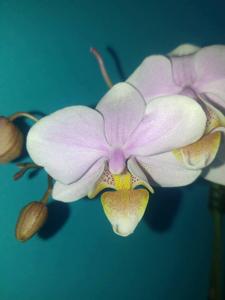 Phalaenopsis Pinlong Cheris