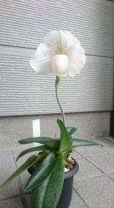 Paphiopedilum Full Swing