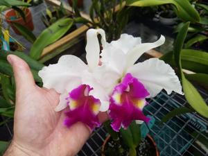 Cattleya De Loris Ziegfeld