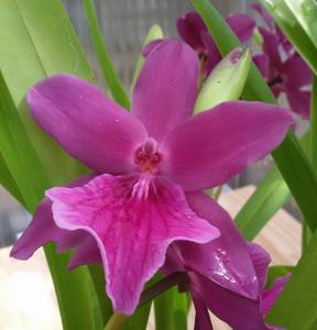 Miltonia Honolulu