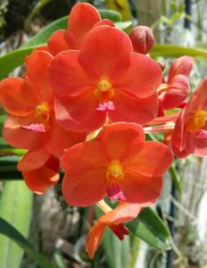 Vanda Fuchs Ruby