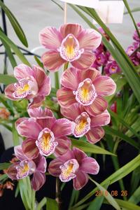 Cymbidium Wallamurra