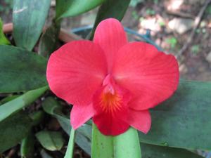 Cattleya Richard Stone