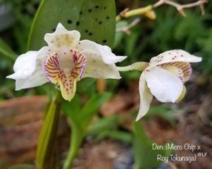 Dendrobium Royal Chip