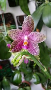 Phalaenopsis Gigabell