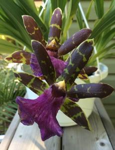 Zygopetalum Advance Australia