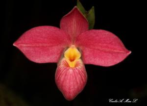 Phragmipedium Hanne Popow