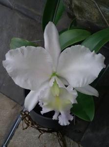 Cattleya Sea Breeze