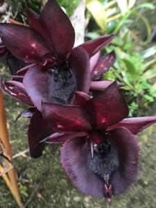 Catasetum Dark Odyssey