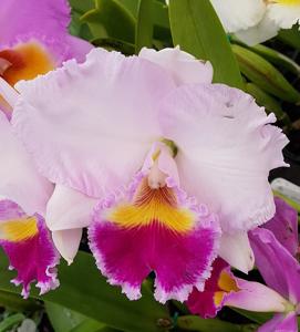 Rhyncholaeliocattleya Dream Trader