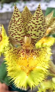 Catasetum Lovena