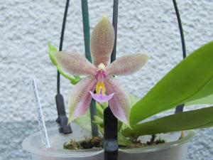 Phalaenopsis Datu Chan San-chang