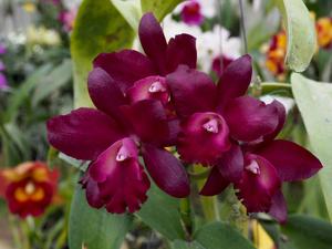 Cattlianthe Netrasiri Darkprince