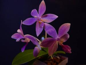 Phalaenopsis Taida Sunshine