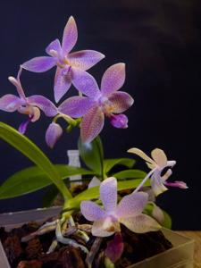 Phalaenopsis Taida Sunshine