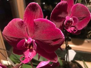 Phalaenopsis OX Black Face