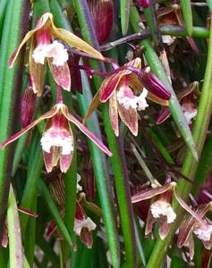 Dendrobium Australian Ginger