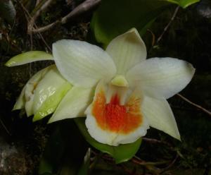 Dendrobium Dawn Maree