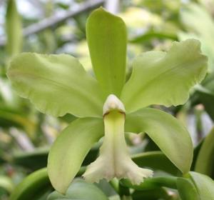 Rhyncholaeliocattleya Green Dragoon