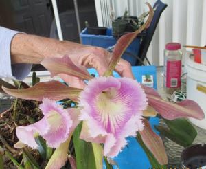 Rhyncholaeliocattleya Helen