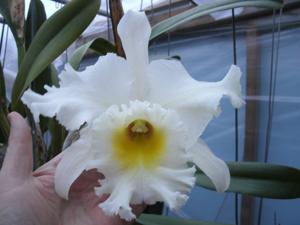 Rhyncholaeliocattleya Mount Hood