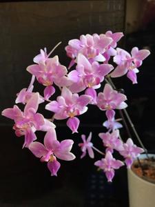 Phalaenopsis Veitchiana