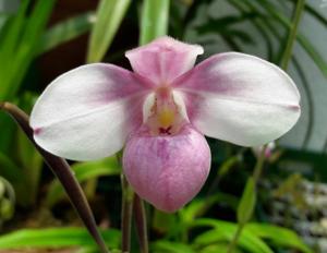 Phragmipedium Ely's Colombian Pride