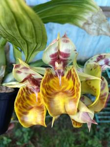 Catasetum Olga