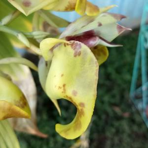 Catasetum Olga