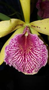 Rhynchobrassoleya Apache Sunrise