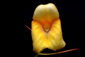 Masdevallia Angel Tang