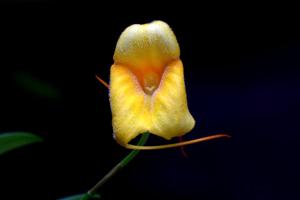 Masdevallia Angel Tang