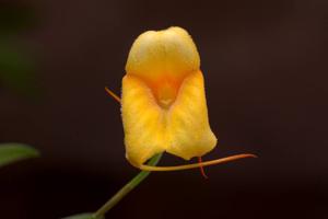 Masdevallia Angel Tang