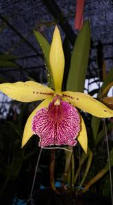Rhynchobrassoleya Apache Sunrise