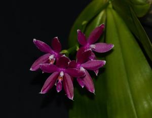 Phalaenopsis Corning's Violet