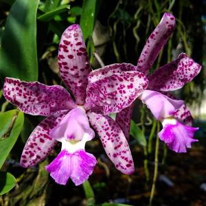 Cattleya Summer Spot