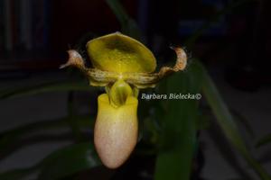 Paphiopedilum Joseíto