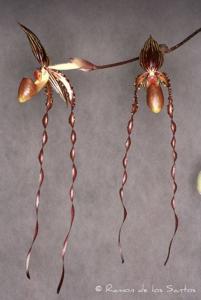 Paphiopedilum Sanderstans