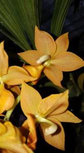 Cycnodes Jumbo Empire