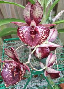 Catasetum Darkness