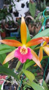 Brassocatanthe Roman Holiday