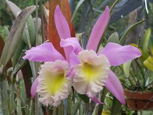 Rhyncholaeliocattleya Groganiae