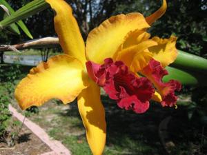 Rhyncholaeliocattleya Michael Gaine